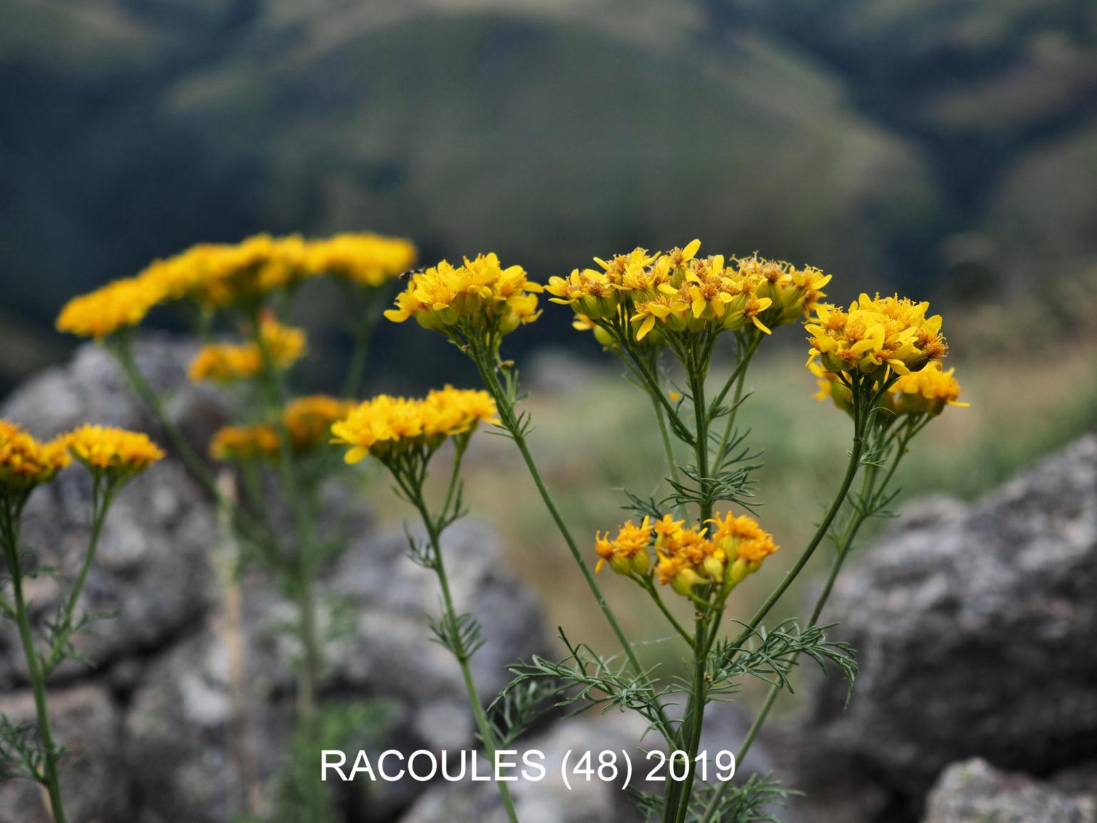 Ragwort, Adonis leaved